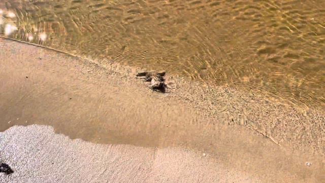 Лягушка плывет по реке frog swims in the river