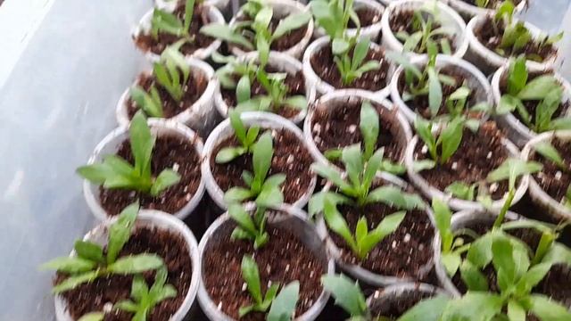 Обзор череночника, места больше нет! смотреть онлайн