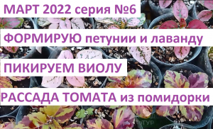 Март 6. Пикируем и формируем рассаду.