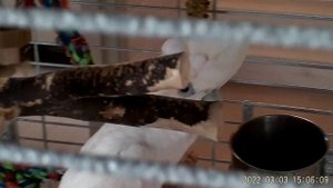 На вызове в области у соломонового какаду..mp4