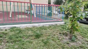 Вазоны цветы многоэтажки