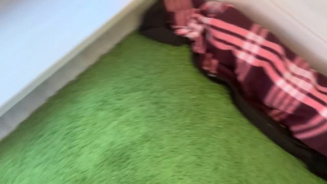 С МАРУСЕЙ ГУЛЯЕМ В ЛЕСУ/ДОМАШНИЙ СОУС ПЕСТО/ЧЕМ ПОЛЬЗУЮСЬ В БАНЕ/АССОРТИ ТОМАТОВ И ОГУРЦОВ НА ЗИМУ смотреть онлайн