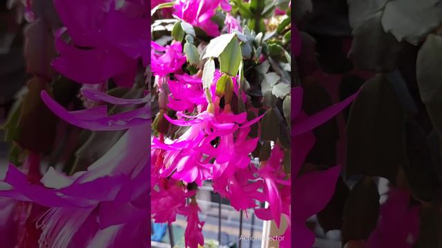 Happy New Year with Schlumbergera!