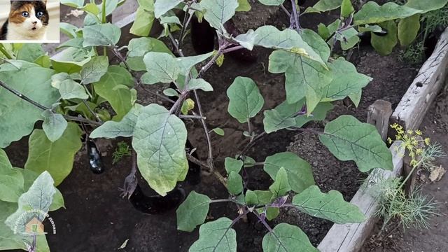 Баклажаны сорт Король Севера описание и отзыв смотреть онлайн