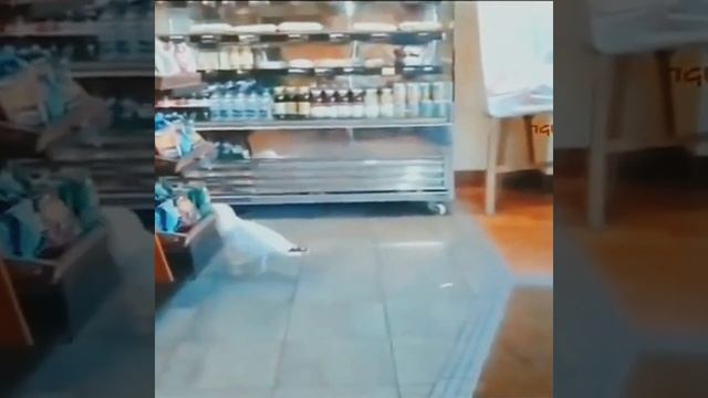 Джавид: Озвучка Животные