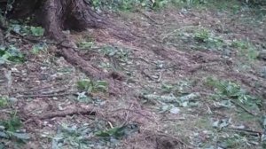 Случаи в Природе Один на Миллион