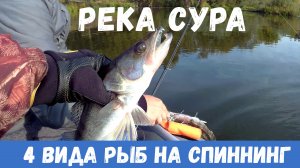 Четыре вида рыб на спиннинг. Река Сура. Лучшая приманка дня.