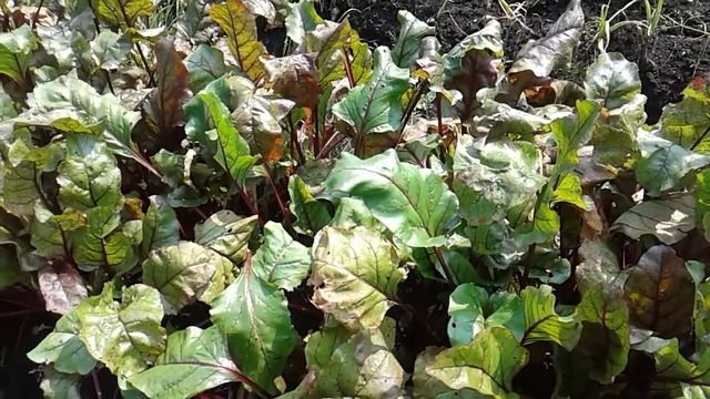 СВЕКЛА! СДЕЛАЙ ЭТО СО СВЕКЛОЙ СЕЙЧАС! смотреть онлайн