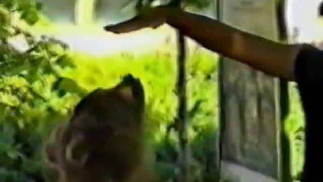 Аня и медвежата смотреть онлайн