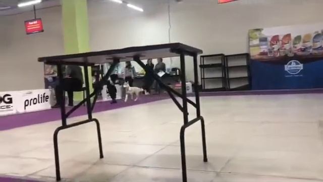 preparing a husky puppy for a dog show / Тренировка щенка на выставке в Чайна таун - рысь смотреть онлайн