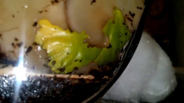 Как едят улитки..Процесс!... смотреть онлайн