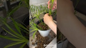 Как посадить растение в керамзит на гидропонике.