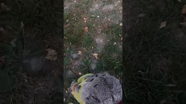 Как провёл лето Басик| В деревне| смотреть онлайн