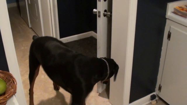 My Favorite Dog Trick Ever смотреть онлайн