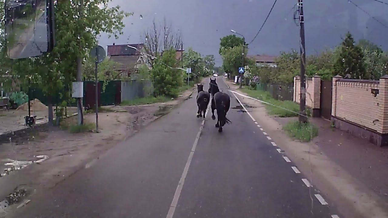 Лошадь через дорогу 5. Лошадь через дорогу 5