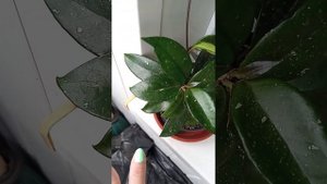 Правильный полив хойи