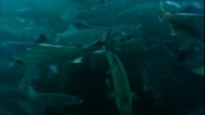 Как охотятся на лососей из рода Oncorhynchus тихоокеанские сельдевые акулы (Lamna ditropis) ?