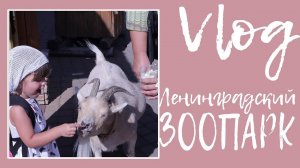 ВЛОГ Ленинградский зоопарк / август 2018