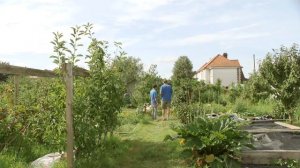 The Visitor - the story of an allotment and a Syrian refugee- ElmbridgeCAN