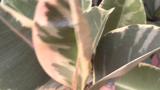 My entire Rubber Plants or Ficus Elastica collection with care tips and plant price| Tropical Plant