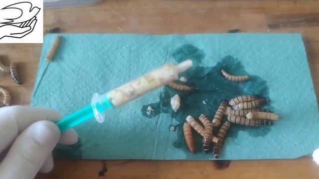 Кормление летучих мышей. Как справиться с большим количеством. смотреть онлайн