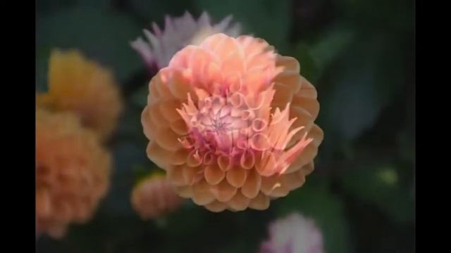 Цветы Мира - самые красивые и необычные. Часть 2 смотреть онлайн