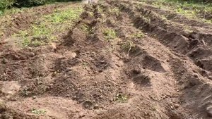 Мотоблок Агат, вспашка плугом Мультиагро
