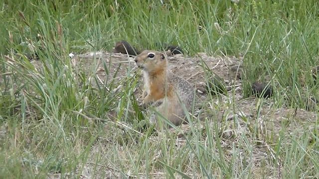 Суслик в Курайской степи. смотреть онлайн