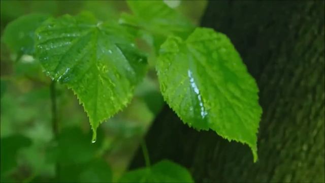 Спокойная музыка для сна, Только Послушайте!!! смотреть онлайн