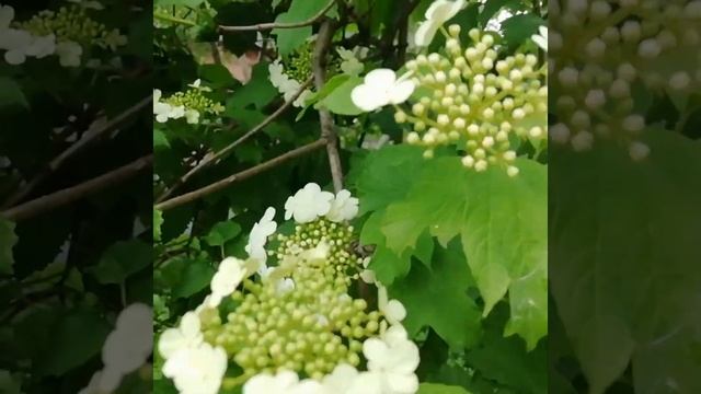 Кто видел как цветёт калина? смотреть онлайн