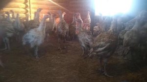 Солома измельчёная- как подстилка для птиц и животных.