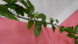 Пассифлора эдулис "Роланд". Первое знакомство.