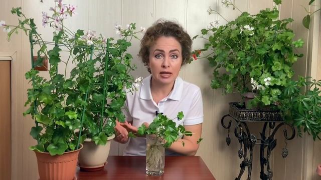 Проверенный способ размножения и укоренения Плющелистной Пеларгонии. 100% работает. смотреть онлайн