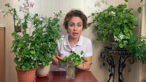 Проверенный способ размножения и укоренения Плющелистной Пеларгонии. 100% работает.