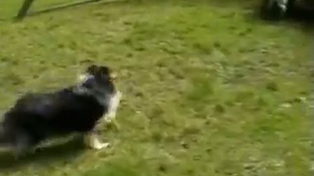 PIP - Puma Zbiczuj смотреть онлайн