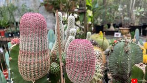 Rainbow Cactus aka Echinocereus Rigidissimus - Growing update | sept21