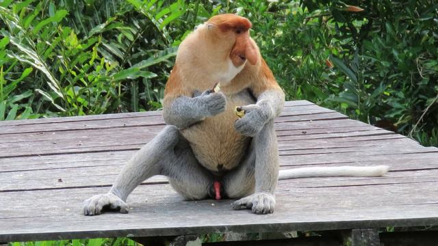 Labuk Bay Proboscis Monkey Sanctuary- Borneo - 29 Apr 2023 - 4K смотреть онлайн