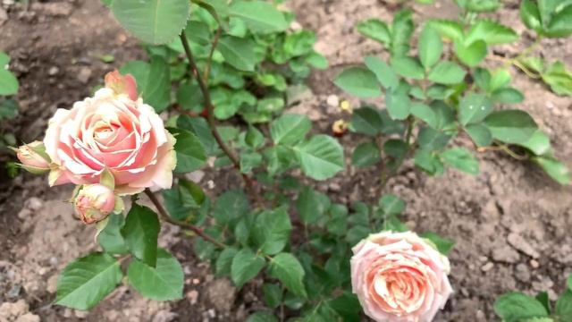 Розы Французской селекции Peace (Gloria Dei) (Пис / Глория Дей), Eden Romantica ( Эден Романтика) смотреть онлайн