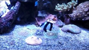 Аквариумная рыбка, Трехполосый дасцилус, Dascyllus aruanus, океанариум спб