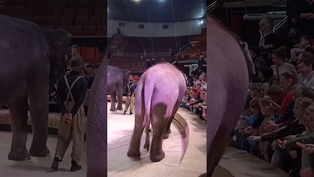 301. Кормление слонов смотреть онлайн