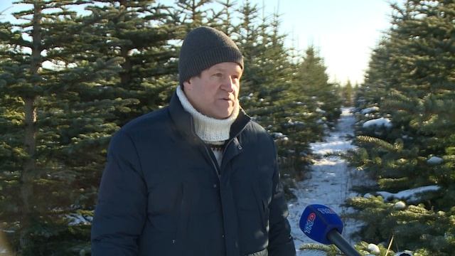Главный атрибут праздника: как в регионе выращивают ели к Новому году