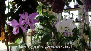 Cattleya labiata alba (‘Cesar’ x ‘Angerer’)