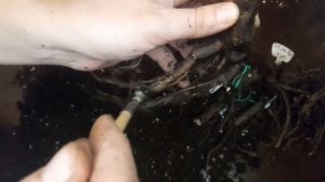 Быстрое пробуждение спящих почек на корневищах пионов разных сортов. Поэкспериментируем??