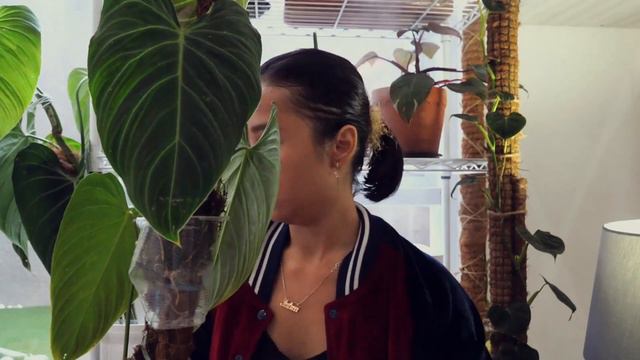 Unboxing Rare Philodendron Hybrids (English+Bahasa Indonesia) смотреть онлайн