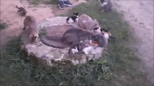 БЕЗДОМНЫЕ КОТЯТА ПРОСИЛИ О ПОМОЩИ И МЫ ПОМОГЛИ, ЛЮДИ ДЕЛАЙТЕ ДОБРО