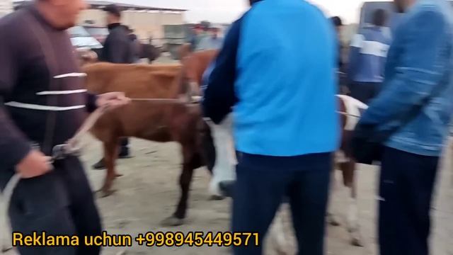 Buxoro viloyati Jondor tumani yakshanba mol bozori ona bola sigir narxlari 30.04.2023 смотреть онлайн