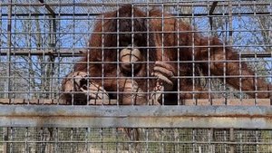 Дана и ее дружок тигренок) Тайган