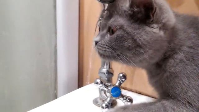 Кошечка Мася!!!❤❤❤ смотреть онлайн