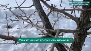 Как обрезать дерево правильно. Часть 2.