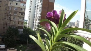 Орхидея Ванда -  Vanda  Robert Delight 'Blue Black' - ORCHIDS
